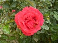 e2636aa8-Picture 774.jpg
